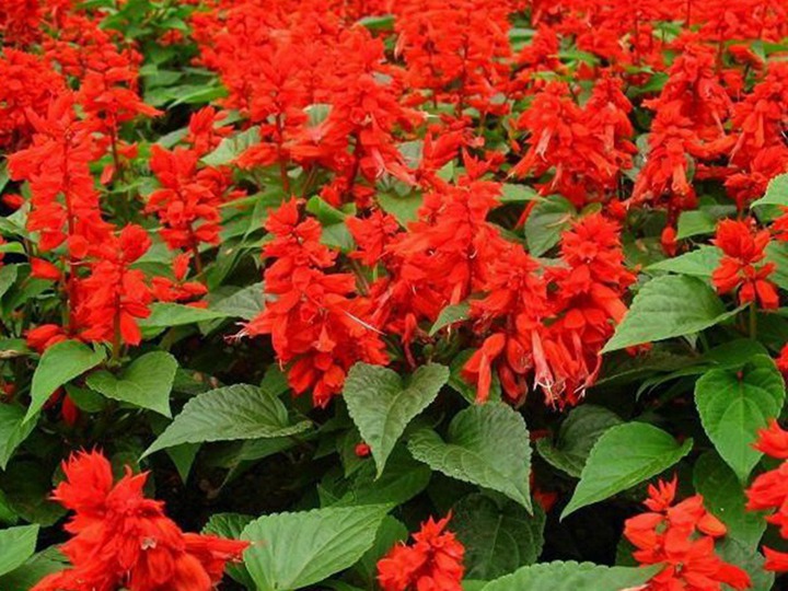 1631611907639747.jpg 一串红什么季节开花(一串红的花期)