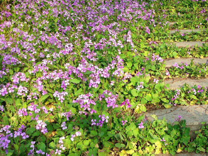 1631693008634914.jpg 二月兰的花语和象征寓意