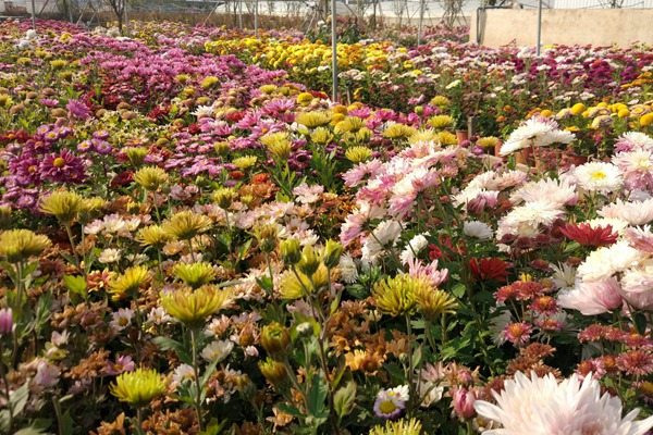 雏菊是送给死去的人吗? 雏菊是送给死去的人吗?
