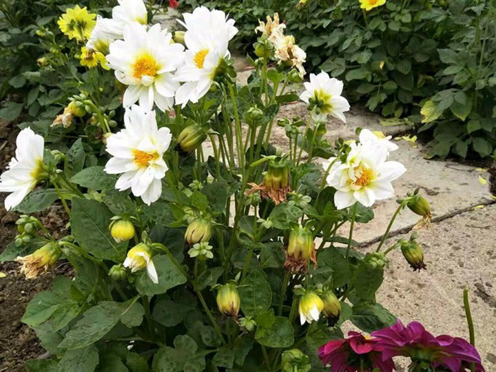 小丽花的花语和寓意 小丽花的花语和寓意