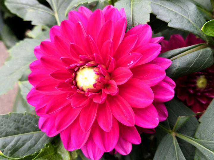 大丽花种子怎么播种,播种需要多久开花 大丽花种子播种需要多久开花
