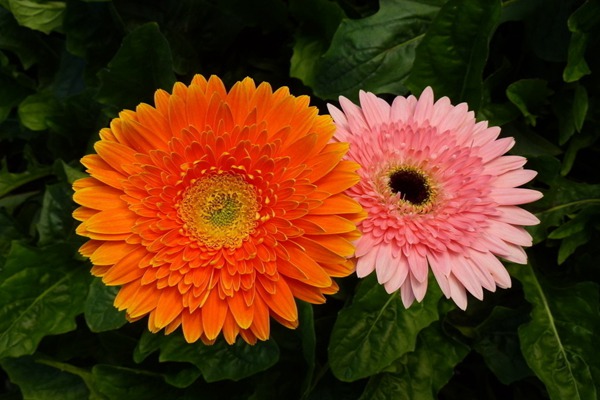 1552311650347537.jpg 不同颜色的非洲菊花语及寓意
