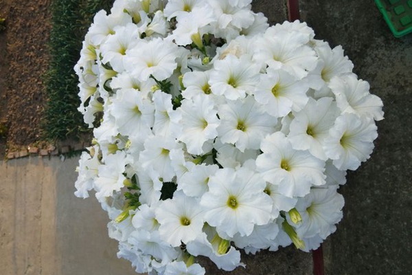 1551672048776955.jpg 矮牵牛花期是什么时候