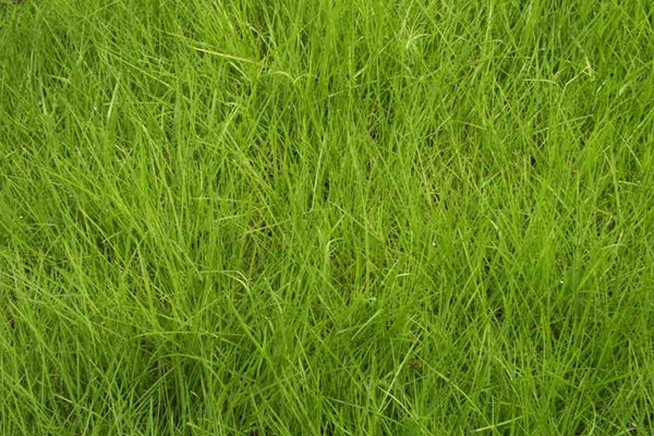 紫羊茅种子多少钱一斤 紫羊茅种子多少钱一斤