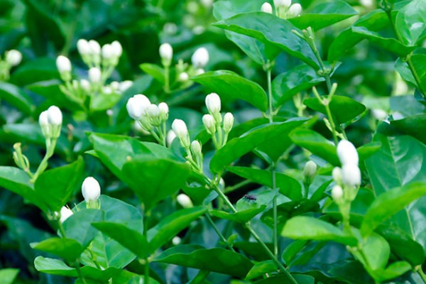 紫茉莉和茉莉的区别 紫茉莉和茉莉的区别(紫茉莉和茉莉怎么区分)