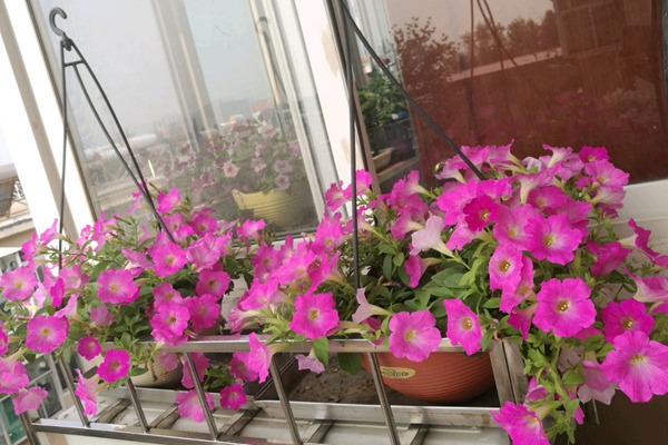 矮牵牛的种植方法及养护技巧 矮牵牛的种植方法及养护技巧