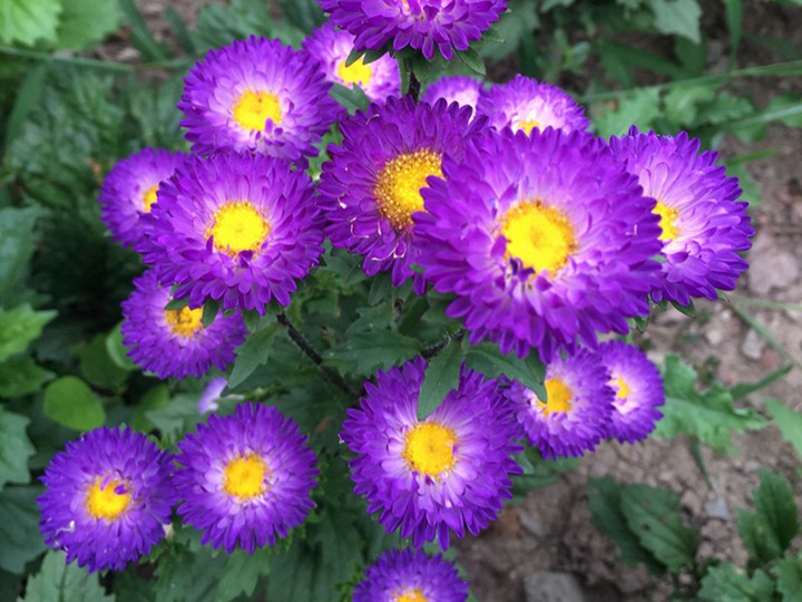 翠菊的花语 翠菊的花语是什么,有什么象征寓意