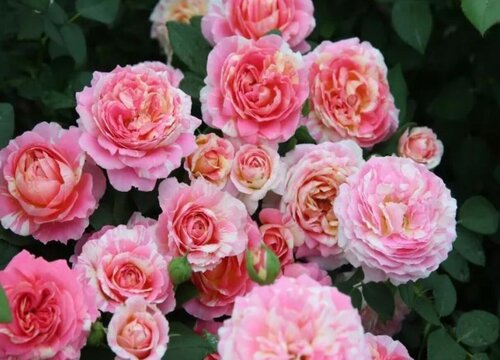 月季一年四季都开花吗 月季一年四季都开花吗