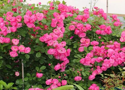 月季如何避免僵芽 月季如何避免僵芽