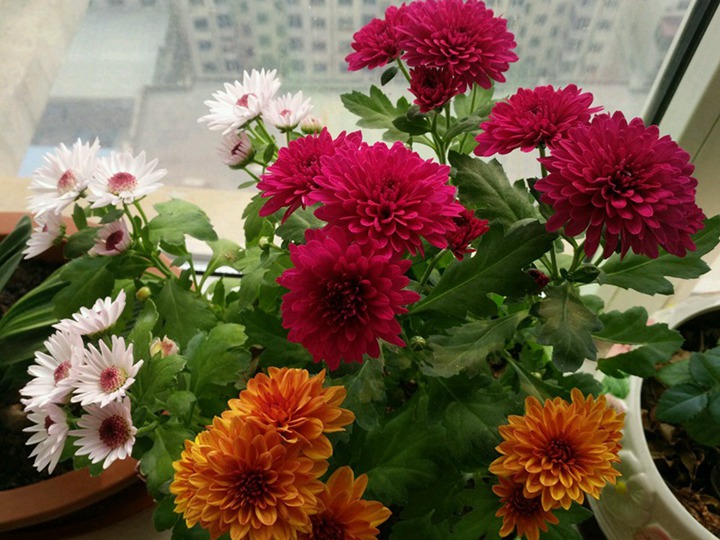 翠菊的花语 翠菊的花语是什么,有什么象征寓意