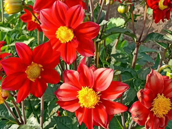 小丽花的花语和寓意 小丽花的花语和象征寓意