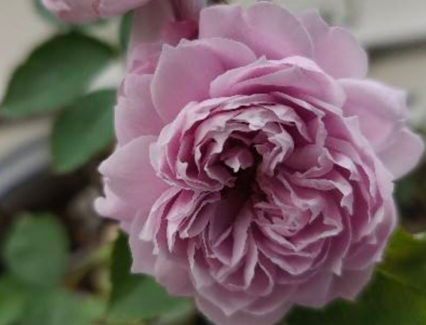 空蒙和蓝色风暴月季花对比 空蒙和蓝色风暴月季花对比