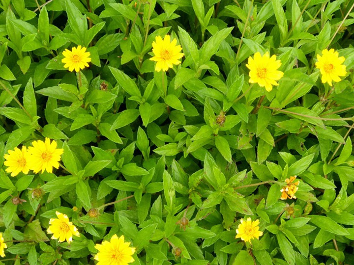 野菊花的花语和寓意 野菊花的花语和寓意