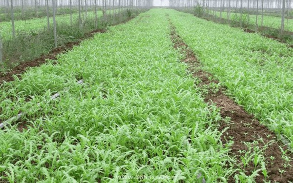 茼蒿什么时间种植好 茼蒿什么时间种植好