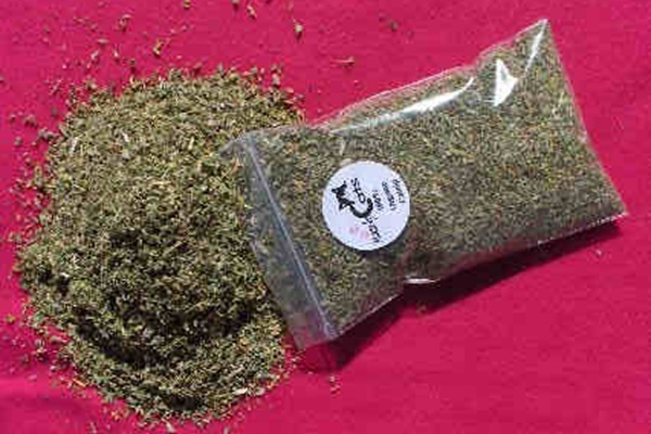 为你的猫儿种上几棵猫薄荷 为你的猫儿种上几棵猫薄荷