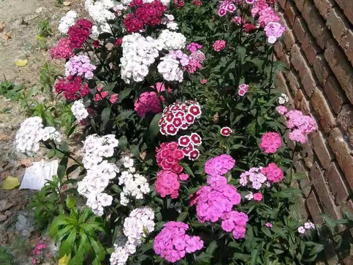 常夏石竹花语和寓意 常夏石竹花语和寓意