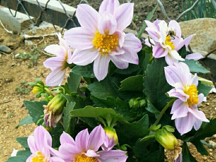 小丽花的花语和寓意 小丽花的花语和寓意