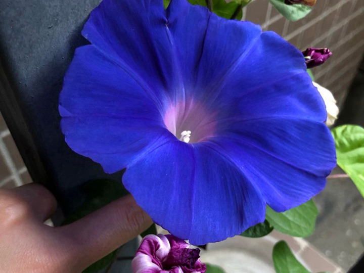 牵牛花 牵牛花