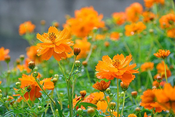 硫华菊什么时候开花,持续多久 硫华菊什么时候开花,硫华菊花期有多长