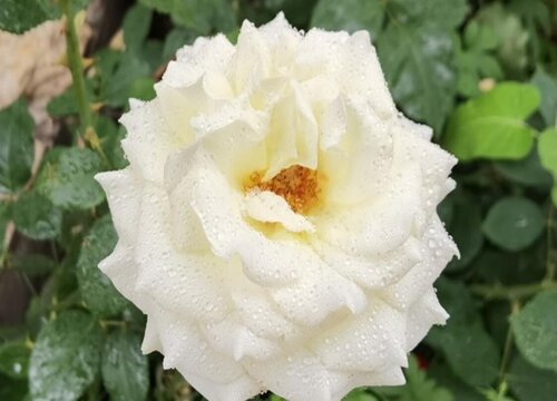 月季花什么季节重剪 月季花什么季节重剪