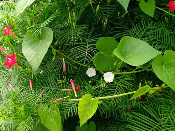 莺萝的花语和寓意 莺萝的花语和象征寓意