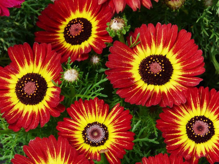花环菊的花语和寓意 花环菊的花语和象征寓意