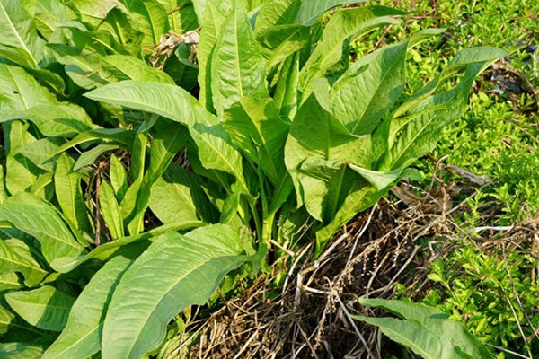 鲁梅克斯牧草的优缺点 鲁梅克斯牧草的优缺点