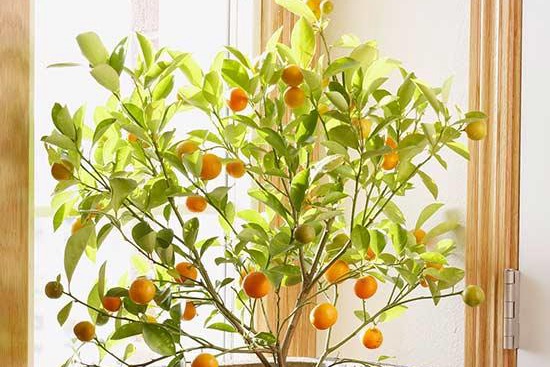 如何在室内种植水果 如何在室内种植水果
