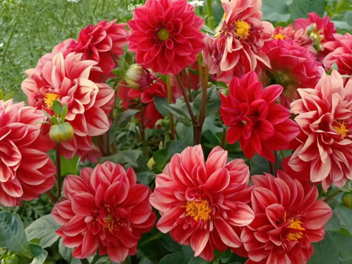小丽花的花语和寓意 小丽花的花语和寓意