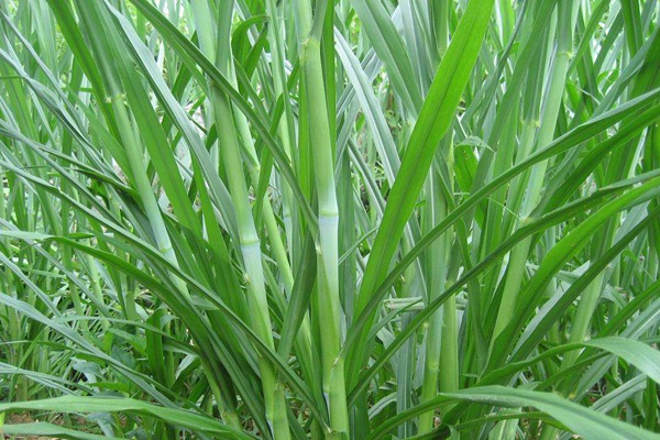 甜象草种子 新型皇竹草和台湾甜象草哪一种牧草好
