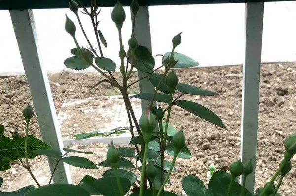 月季花苞一直打不开是什么原因 月季花苞一直打不开是什么原因