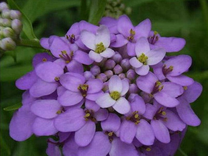 蜂室花的花语和寓意 蜂室花的花语和寓意