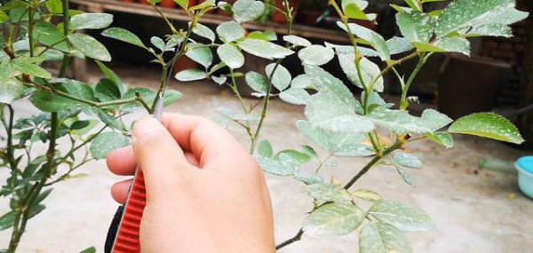 月季花开败了以后需要修剪吗 月季花开败了以后需要修剪吗