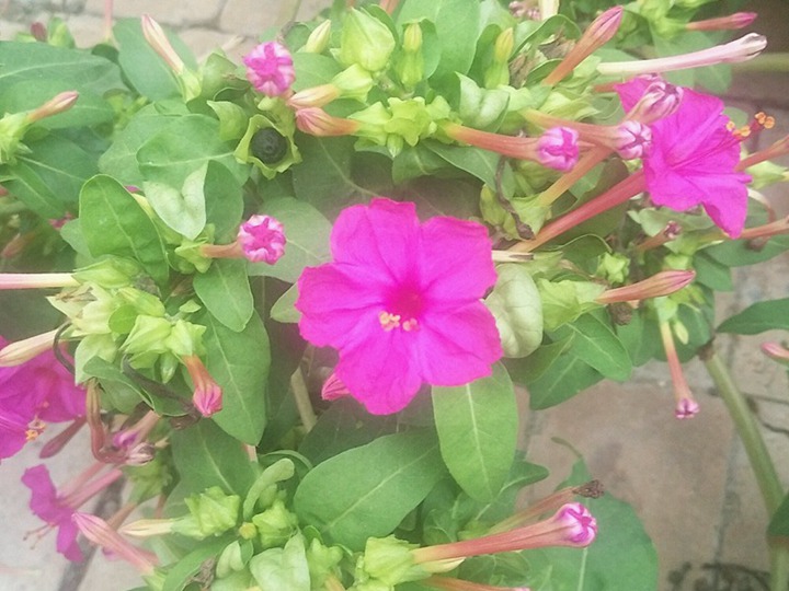 紫茉莉的花语和寓意 紫茉莉的花语和象征寓意
