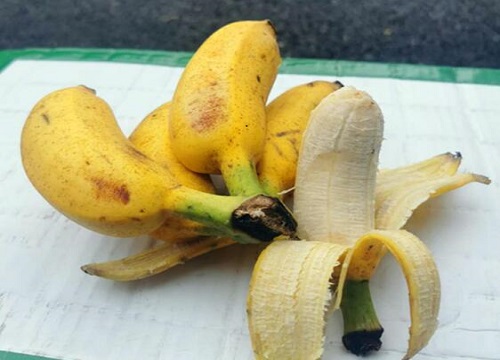 香蕉皮可以用来养月季吗? 香蕉皮可以用来养月季吗?