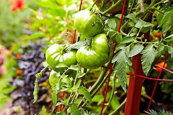 花园里种植水果需要注意些什么? 花园里种植水果需要注意些什么?