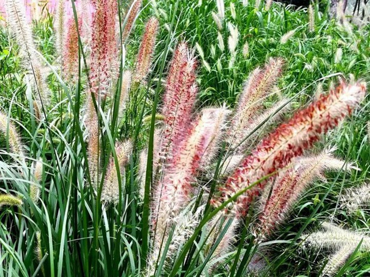 观赏狼尾草的花语和寓意 观赏狼尾草的花语和寓意