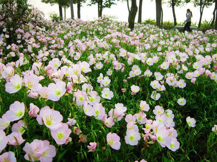 美丽月见草什么时候播种,冬天枯萎吗 美丽月见草什么时候播种,冬天枯萎吗