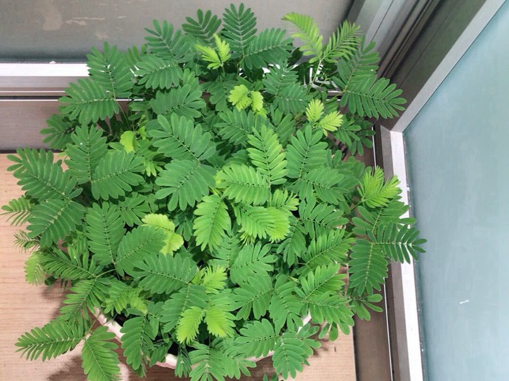 含羞草的花语和寓意 含羞草的六种花语