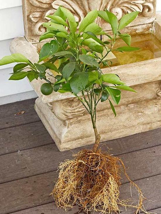 如何在室内种植水果 如何在室内种植水果