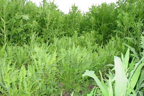 苦荬菜种子多少钱一斤 苦荬菜种子多少钱一斤(一亩地需要多少斤种子)