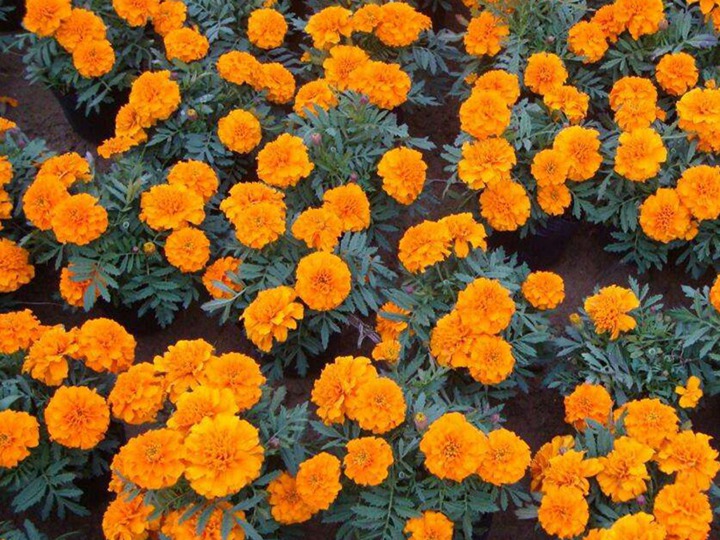 孔雀草的花语和寓意 孔雀草的花语和象征寓意