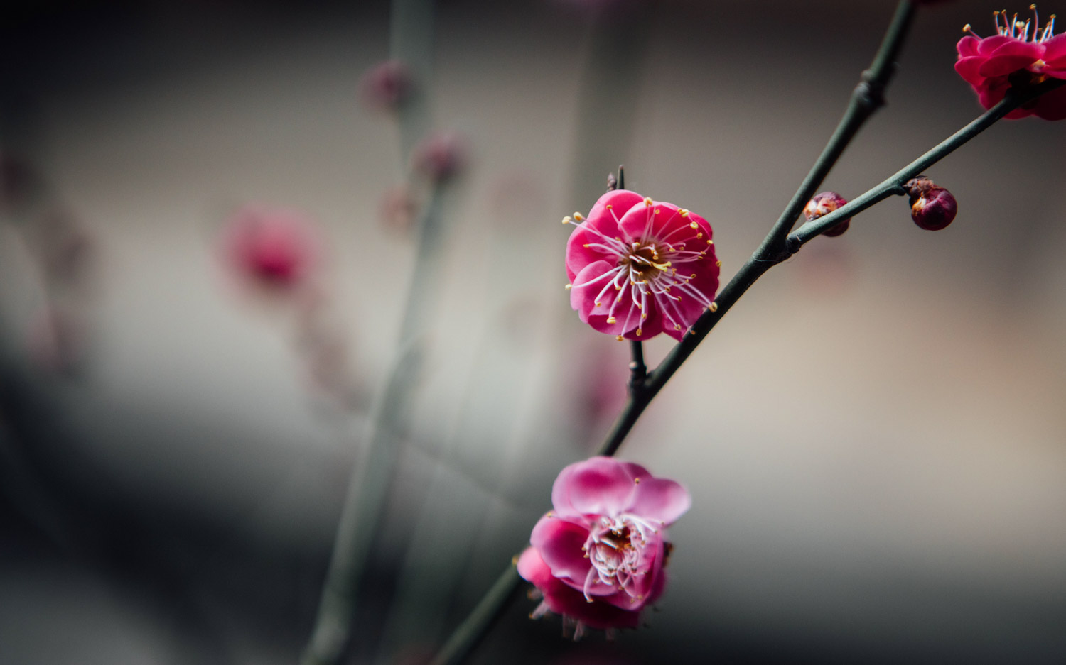 梅花 梅花