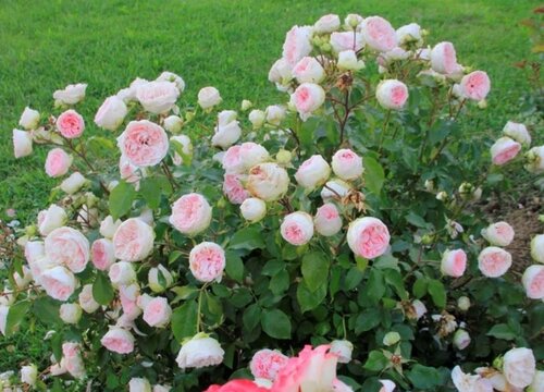 月季如何避免盲枝 月季如何避免盲枝