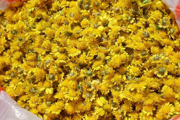 野菊花可以直接泡水喝吗 野菊花可以直接泡水喝吗
