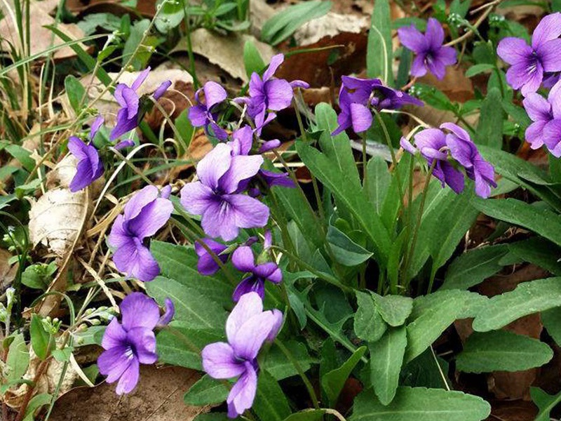 紫花地丁的花语和寓意 紫花地丁的花语和象征寓意