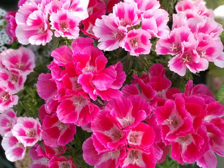 古代稀的花语和寓意 古代稀的花语和象征寓意