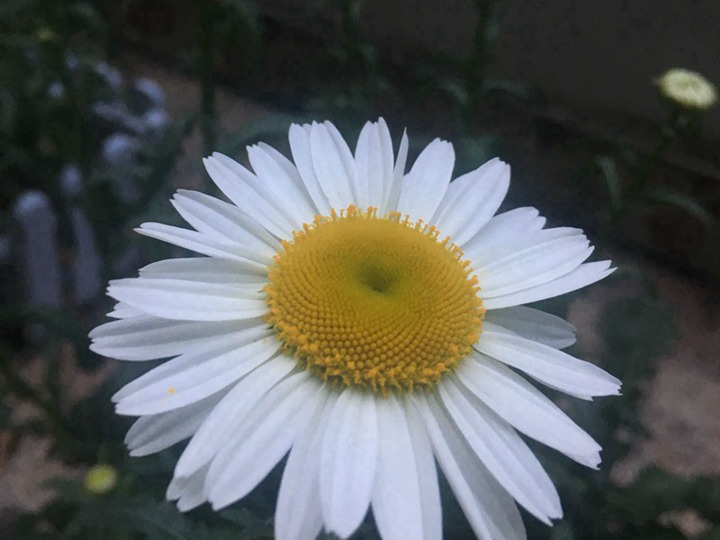 大滨菊的花语和寓意 大滨菊有什么特殊的含义?