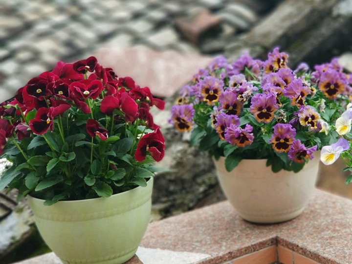 三色堇种子什么时候播种什么时候开花 三色堇种子什么时候播种什么时候开花