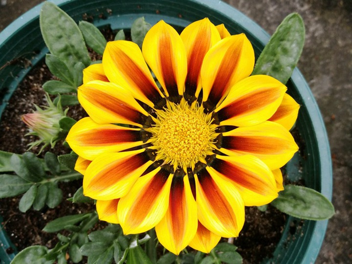 1631695562250370.jpg 勋章菊的花语和象征寓意
